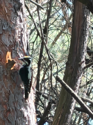 Eurasian Three-toed Woodpecker