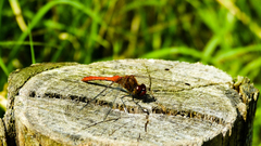 Sympetrum sanguineum