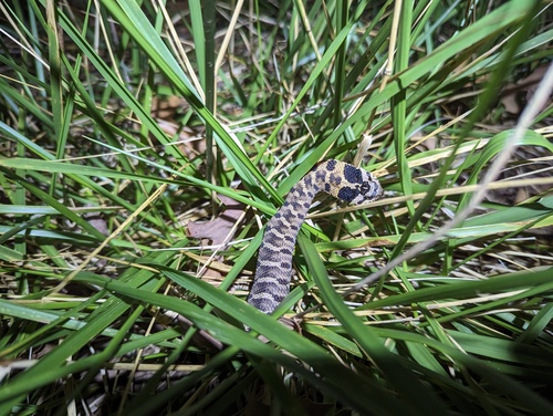 Eastern Hognose Snake