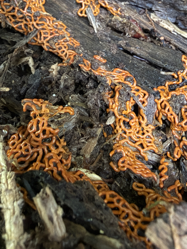 Pretzel slime mold