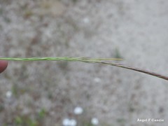 Festuca ambigua