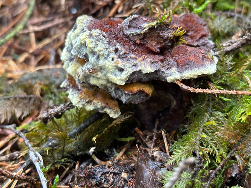European Dyer's Polypore