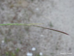Festuca ambigua
