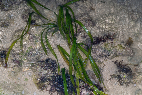 Enhalus acoroides observed 2026-09-12