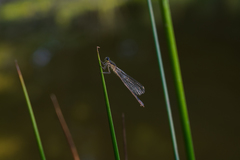 Ischnura elegans