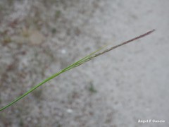 Festuca ambigua