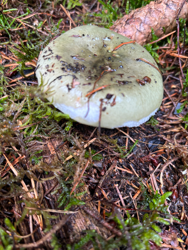Green Brittlegill