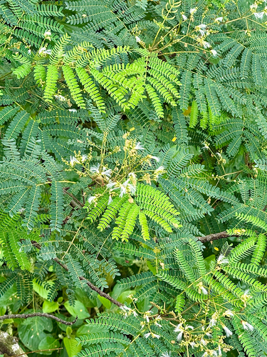 Falcataria falcata observed 2026-09-14
