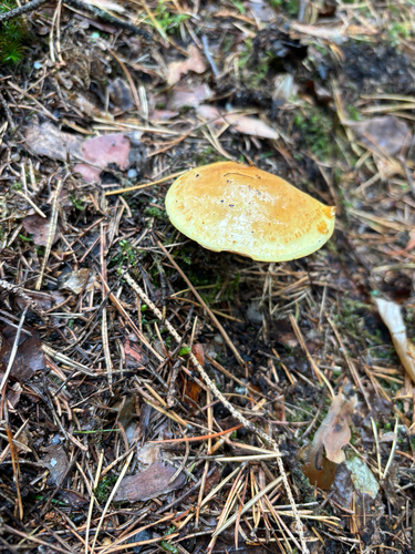 Larch Bolete