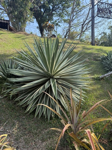 Caribbean Agave