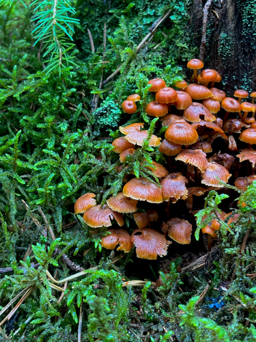 Pinewood Gingertail