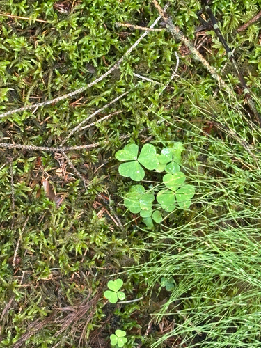 European wood-sorrel