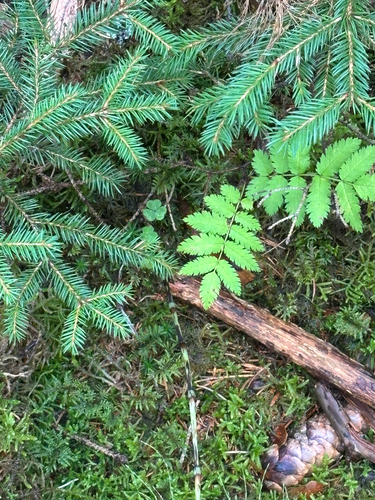 European mountain ash