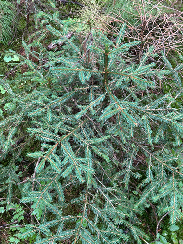 Norway spruce