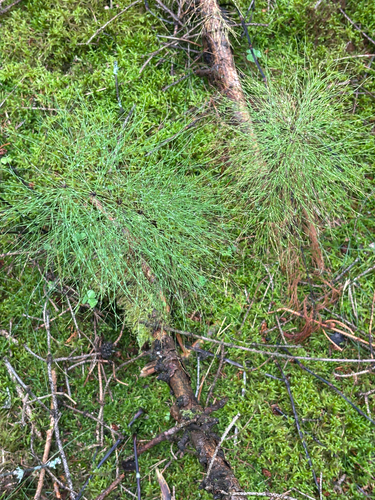 wood horsetail