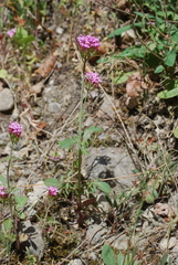 Centranthus