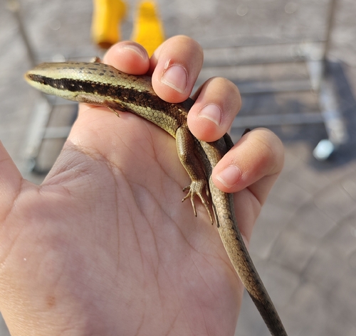 Longtail Mabuya