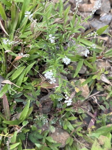 rootbeer plant