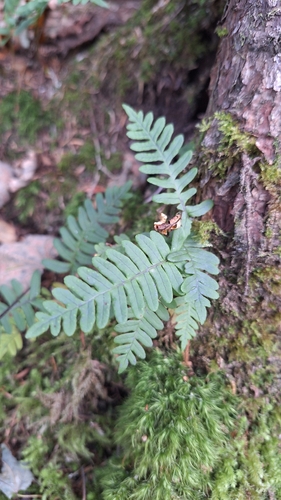 Polypodium sibiricum, photograph 1