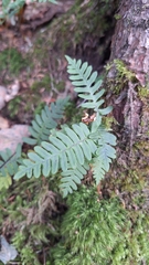 (c) Violetta Dzizyurova, some rights reserved (CC BY) Polypodium sibiricum, photograph (c) Violetta Dzizyurova, some rights reserved (CC BY)