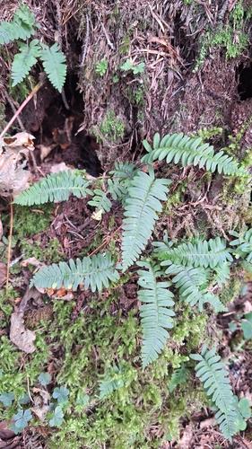 Polypodium sibiricum, photograph 2