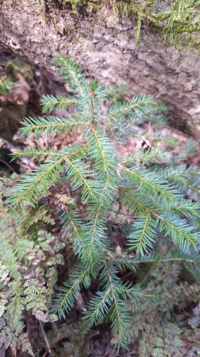 Picea jezoensis, photograph 5