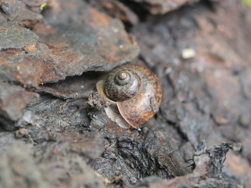 Cyclophorus martensianus, 2026-09-12