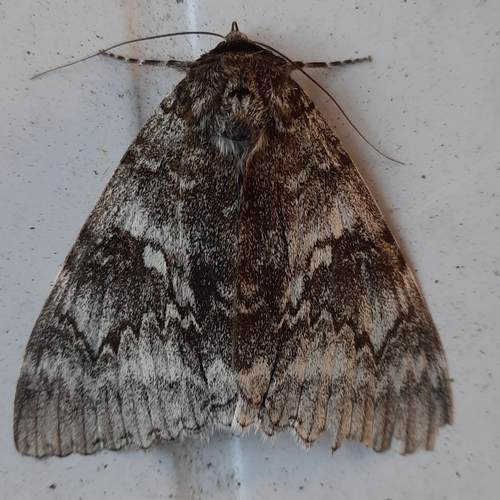 Blue Underwing