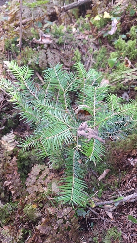 Abies nephrolepis, photograph 3