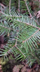 Abies nephrolepis, photograph (c) Violetta Dzizyurova, some rights reserved (CC BY)