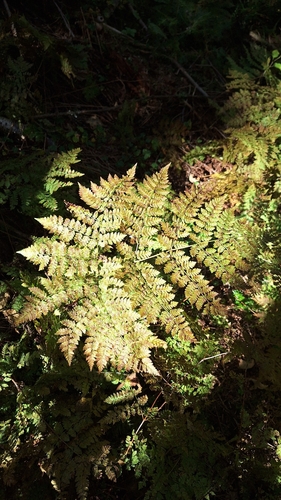 Dryopteris amurensis