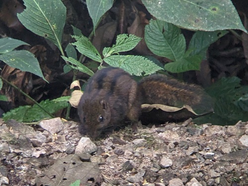 Lariscus insignis observed 2026-09-08
