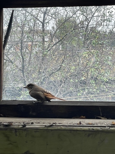 Common Redstart