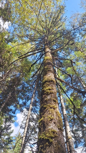 Picea jezoensis, photograph 3