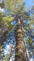 (c) Violetta Dzizyurova, some rights reserved (CC BY) Picea jezoensis, photograph (c) Violetta Dzizyurova, some rights reserved (CC BY)