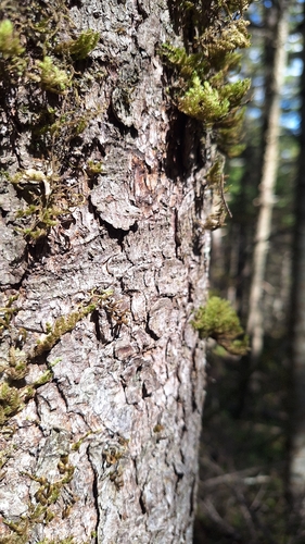 Picea jezoensis, photograph 4