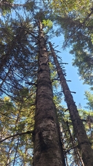 Abies nephrolepis, photograph (c) Violetta Dzizyurova, some rights reserved (CC BY)