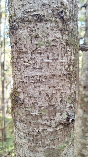 Abies nephrolepis, photograph 2