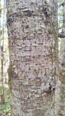 Abies nephrolepis, photograph (c) Violetta Dzizyurova, some rights reserved (CC BY)