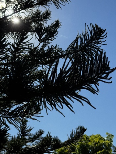 Araucaria columnaris observed 2026-09-13