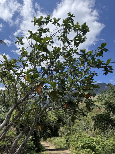 Breadfruit