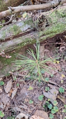 Pinus koraiensis