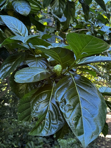 Morinda citrifolia observed 2026-09-13