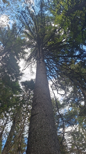 Picea jezoensis