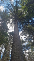 Picea jezoensis