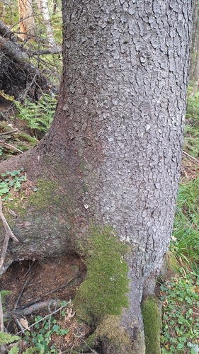 Picea jezoensis, photograph 2