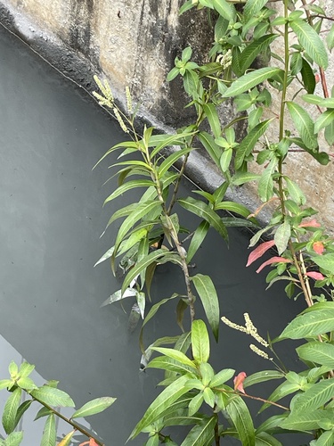 bearded knotweed