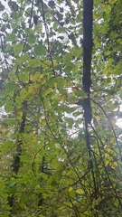 Actinidia kolomikta