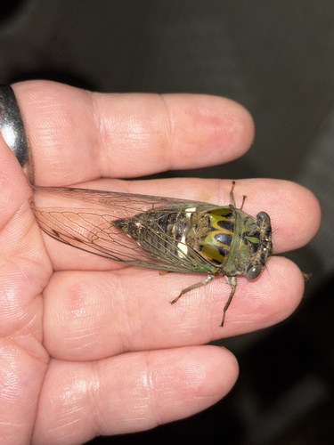 Scissor Grinder