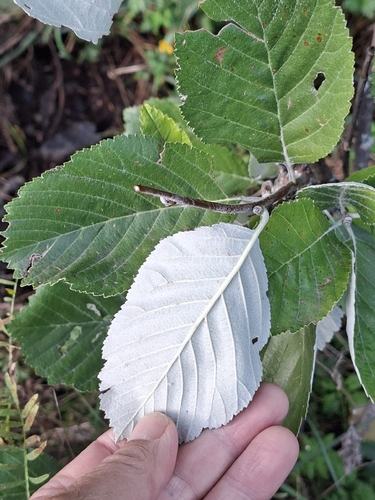 Whitebeam